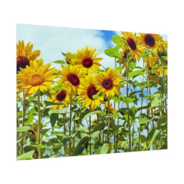 92409-42.jpg Bloom Sunflower Poster