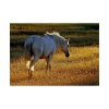 92409-422.jpg White Horses Poster
