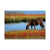 92409-427.jpg Horse Savanna Poster
