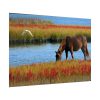 92409-429.jpg Horse Savanna Poster
