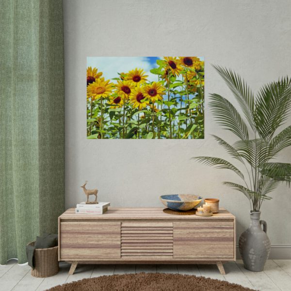 92409-43.jpg Bloom Sunflower Poster
