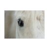 92409-432.jpg Half of a White Horse Face Poster