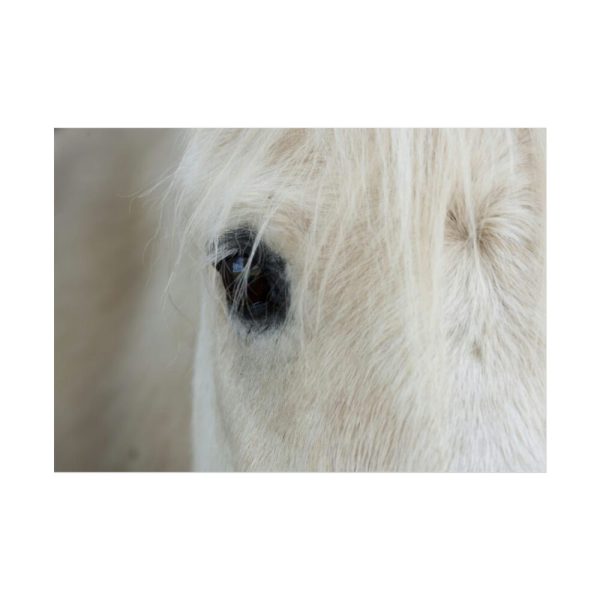 92409-432.jpg Half of a White Horse Face Poster