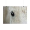92409-433.jpg Half of a White Horse Face Poster
