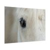 92409-434.jpg Half of a White Horse Face Poster