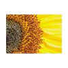 92409-44.jpg Closeup Sunflower Poster