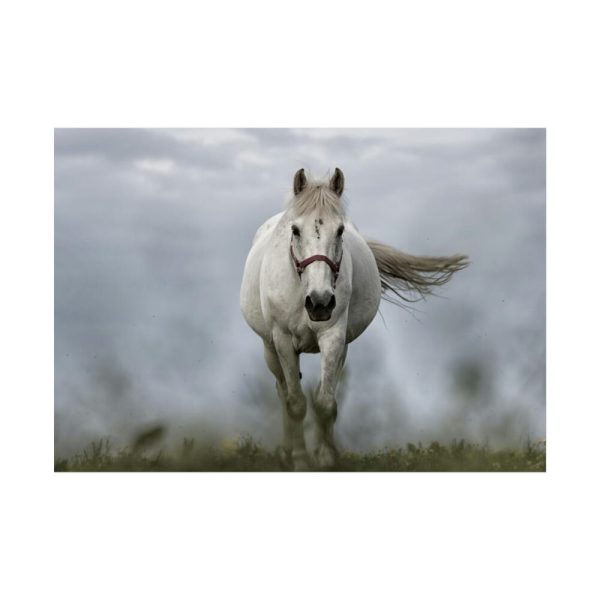 92409-442.jpg White Horse Galloping Poster