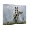 92409-444.jpg White Horse Galloping Poster
