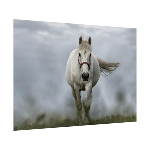 92409-444.jpg White Horse Galloping Poster