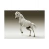 92409-448.jpg White Horse Poster