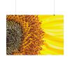 92409-45.jpg Closeup Sunflower Poster