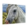 92409-454.jpg Closeup Shot of a White Horse Poster
