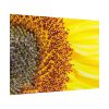 92409-46.jpg Closeup Sunflower Poster