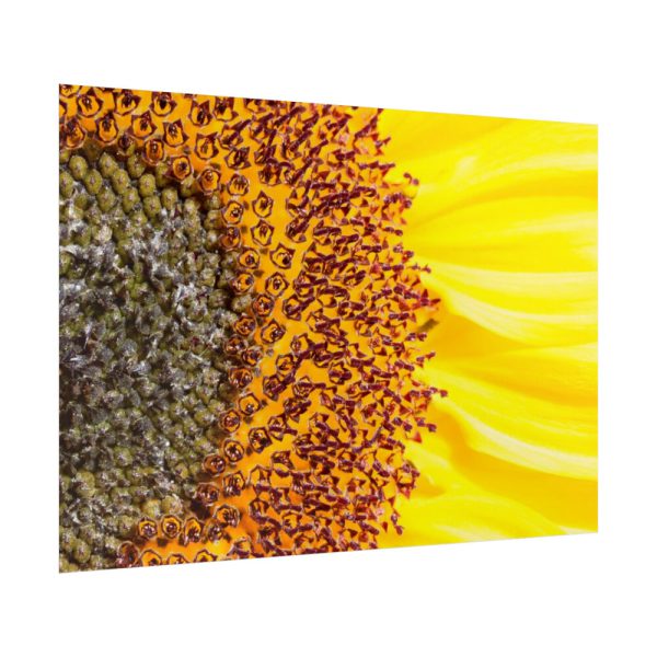 92409-46.jpg Closeup Sunflower Poster