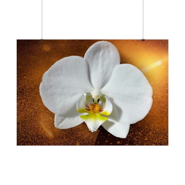 Blossom Orchid Flower Poster