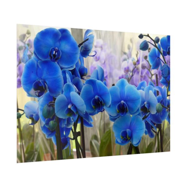 Blue Orchids Poster