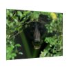 92409-504.jpg Black Bear in the Bush Poster