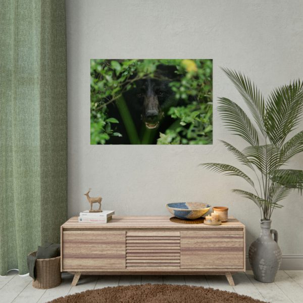 92409-505.jpg Black Bear in the Bush Poster