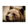 92409-527.jpg Brown Bear Snout Poster