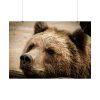 92409-528.jpg Brown Bear Snout Poster