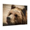 92409-529.jpg Brown Bear Snout Poster