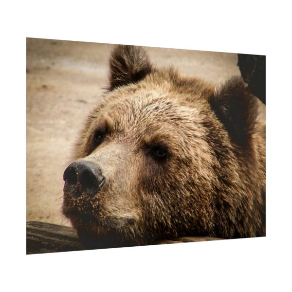 92409-529.jpg Brown Bear Snout Poster