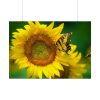 92409-53.jpg Butterfly on Sunflower Poster