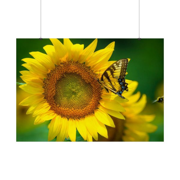 92409-53.jpg Butterfly on Sunflower Poster