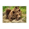 92409-537.jpg Brown Bear Wild Poster