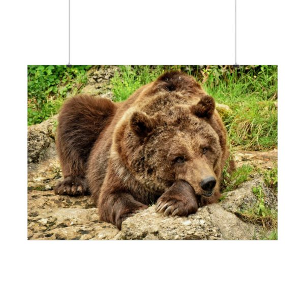 92409-538.jpg Brown Bear Wild Poster