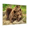 92409-539.jpg Brown Bear Wild Poster