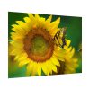 92409-54.jpg Butterfly on Sunflower Poster