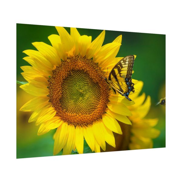 92409-54.jpg Butterfly on Sunflower Poster