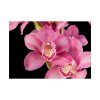 92409-542.jpg Cymbidium Hybrid Orchid Poster