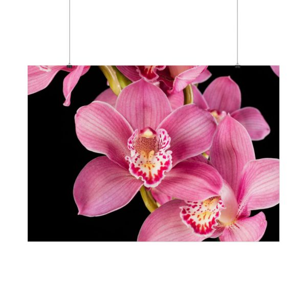 92409-543.jpg Cymbidium Hybrid Orchid Poster
