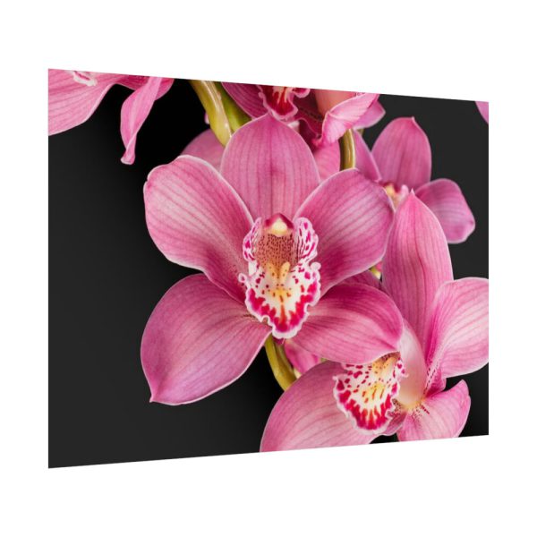 92409-544.jpg Cymbidium Hybrid Orchid Poster
