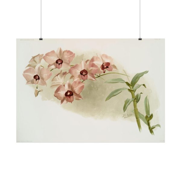 92409-548.jpg Dendrobium Phalænopsis by Frederick Sander Poster