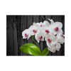 92409-552.jpg White Orchid Plant Poster