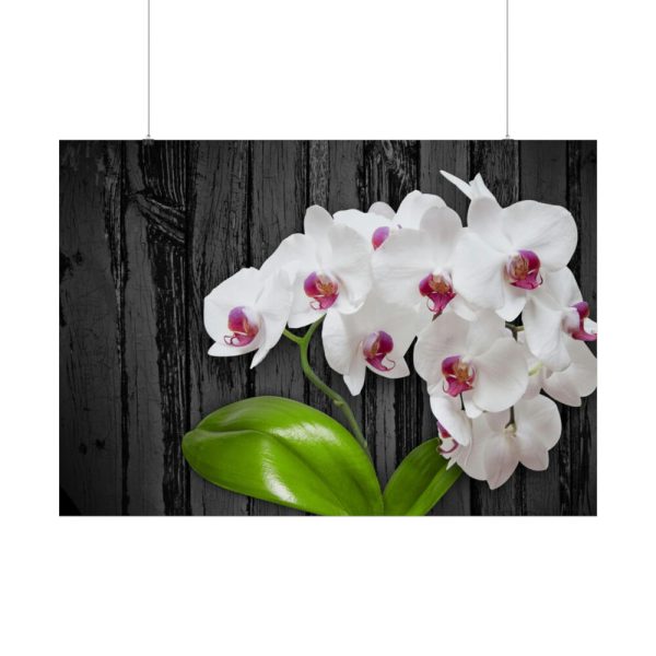 92409-553.jpg White Orchid Plant Poster