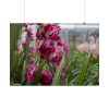 92409-558.jpg Orchid Cash Plant Poster