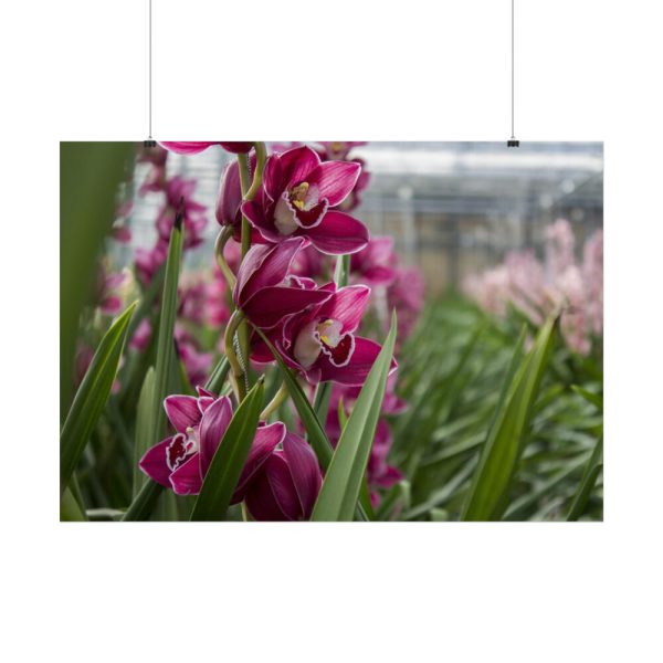 92409-558.jpg Orchid Cash Plant Poster