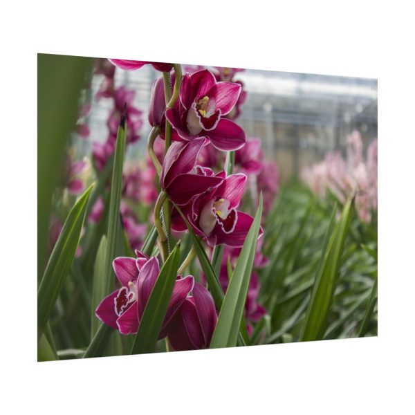 92409-559.jpg Orchid Cash Plant Poster