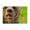 92409-562.jpg European Brown Bear Poster