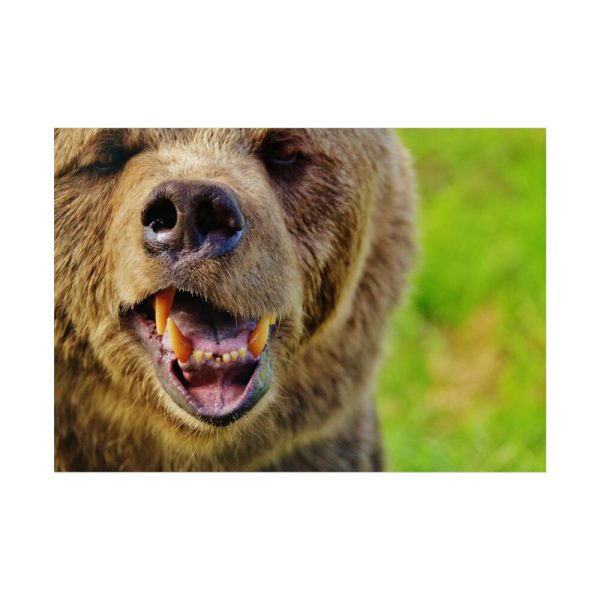 92409-562.jpg European Brown Bear Poster