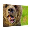 92409-564.jpg European Brown Bear Poster