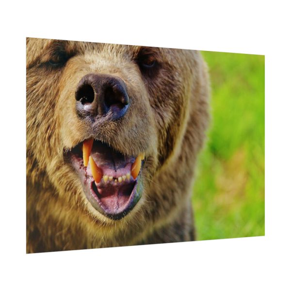 92409-564.jpg European Brown Bear Poster