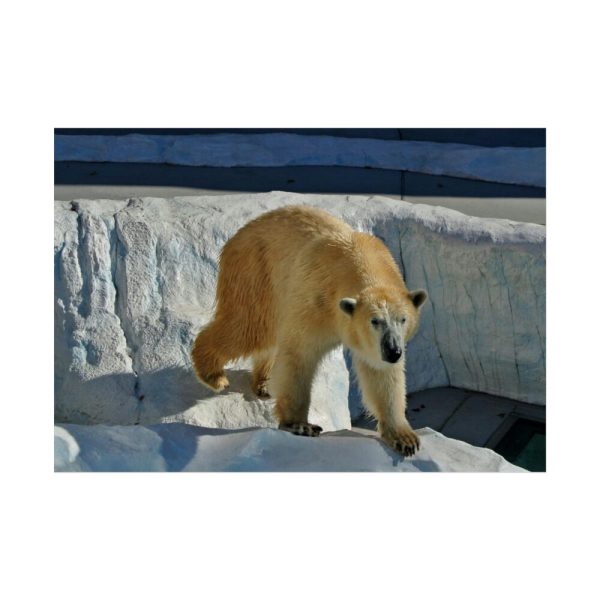 92409-572.jpg Wet Polar Bear Poster