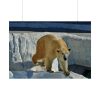 92409-573.jpg Wet Polar Bear Poster