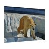 92409-574.jpg Wet Polar Bear Poster