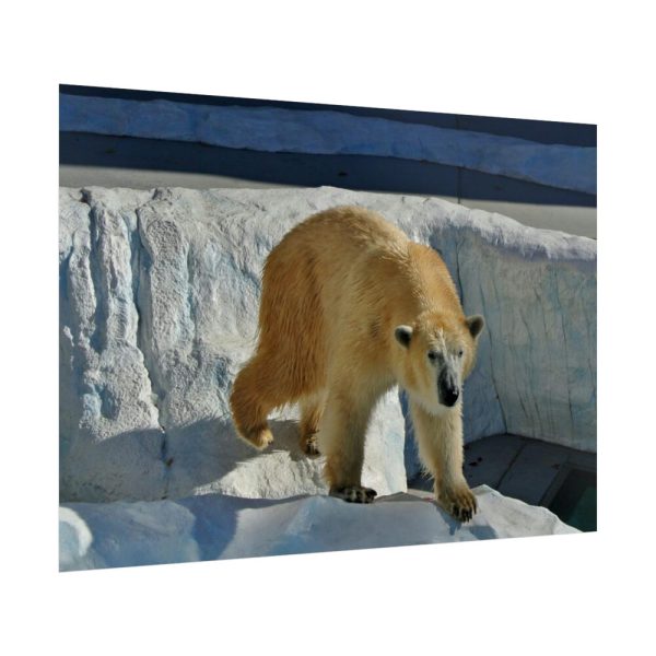 92409-574.jpg Wet Polar Bear Poster